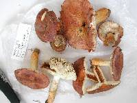 Russula subfoetens image