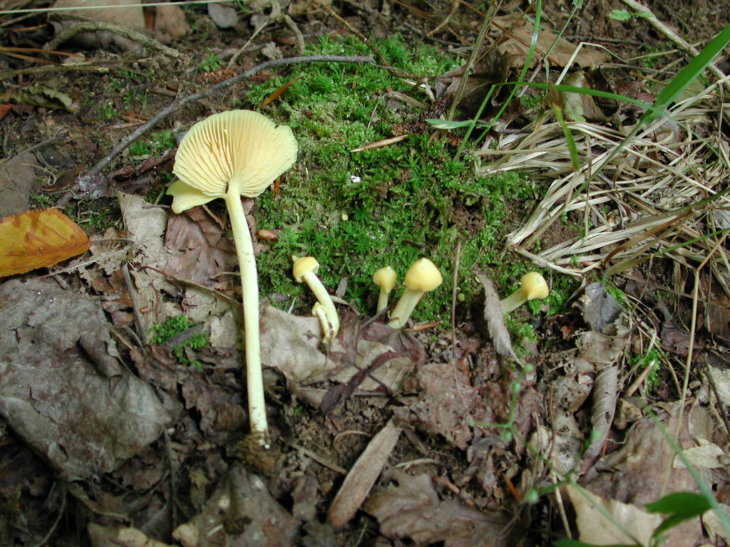 Nolanea murrayi image
