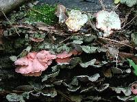 Phlebia incarnata image