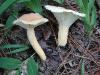 Lactarius hygrophoroides image