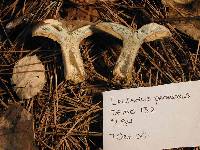 Lactarius paradoxus image