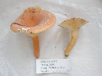 Lactarius hygrophoroides image