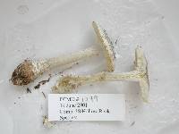 Amanita onusta image