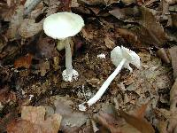 Amanita virosa image