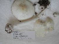 Amanita virosa image