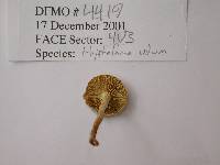 Hypholoma udum image