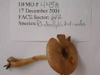 Rhodocollybia lentinoides image