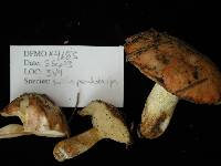 Suillus pseudobrevipes image