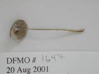 Mycena clavicularis image