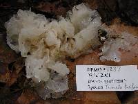 Tremella fuciformis image