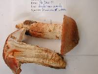 Tricholoma ustale image