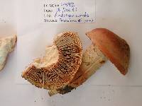 Tricholoma ustale image