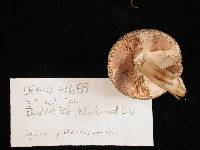 Agaricus moelleri image