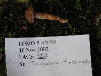 Tricholoma pessundatum image