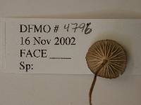 Mycena clavicularis image