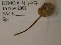 Mycena clavicularis image