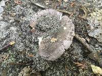 Russula variata image