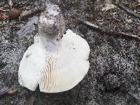 Russula variata image