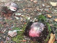 Russula variata image