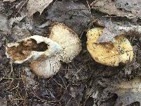 Russula laurocerasi image