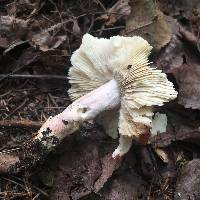 Russula albidula image