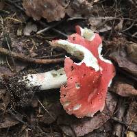 Russula albidula image