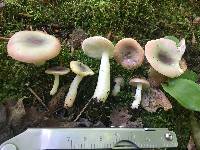 Russula fragilis image