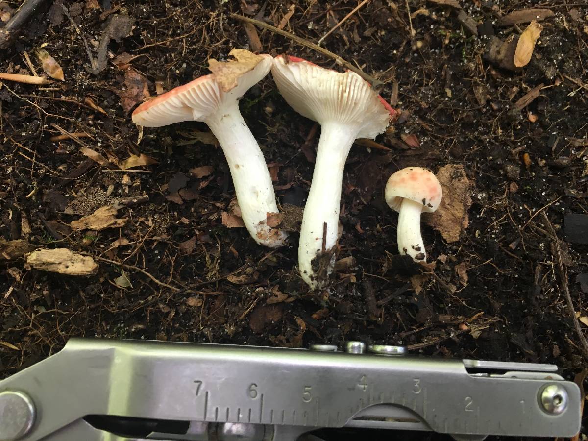 Russula montana image