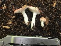 Russula montana image