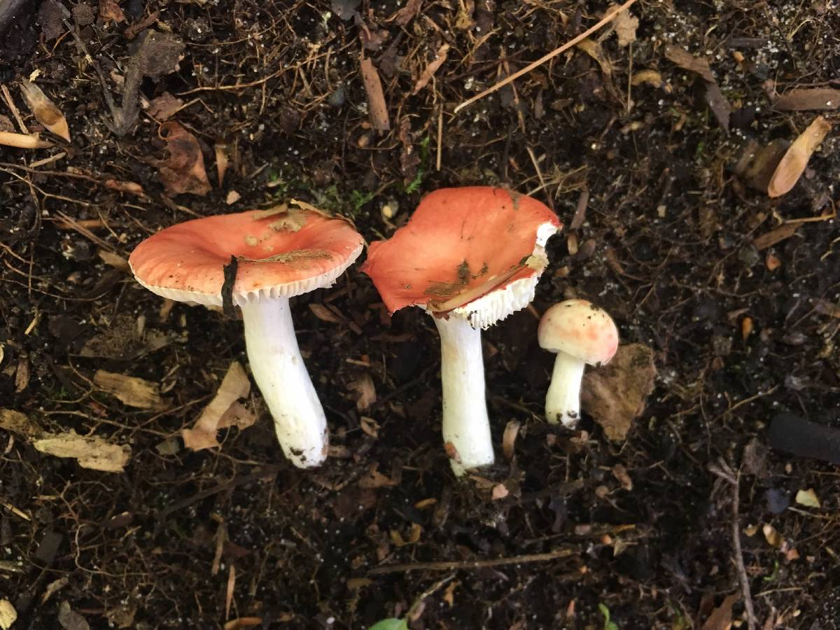 Russula montana image