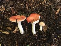 Russula montana image