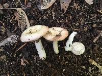 Russula montana image