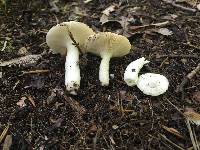 Russula montana image