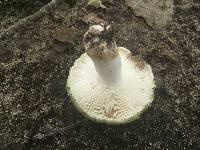 Russula variata image