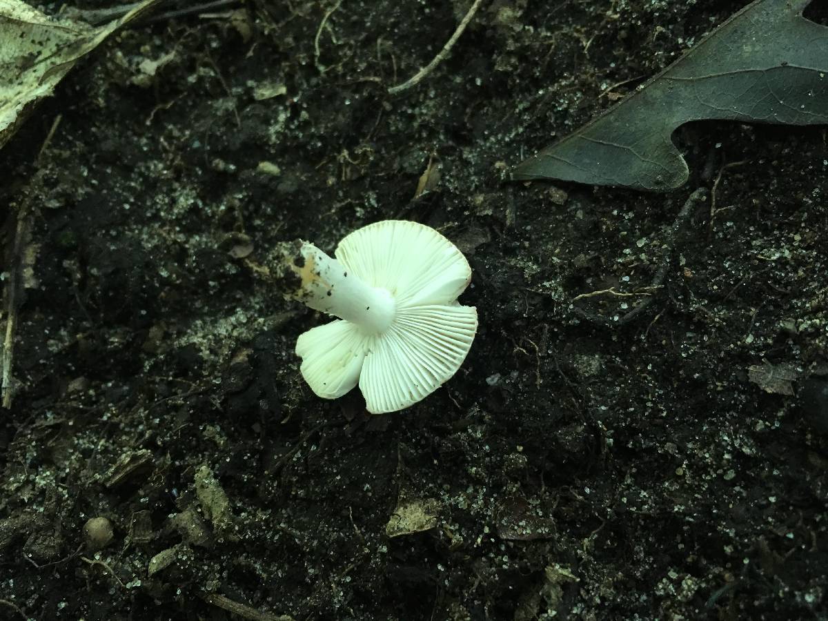 Russula subtilis image