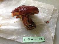 Suillus grevillei image