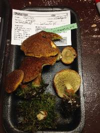 Suillus cavipes image