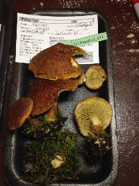 Suillus cavipes image