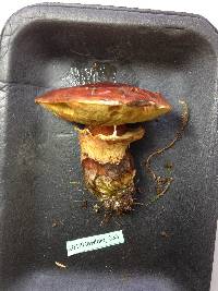 Suillus grevillei image