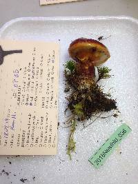 Suillus grevillei image