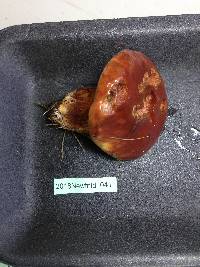 Suillus grevillei image