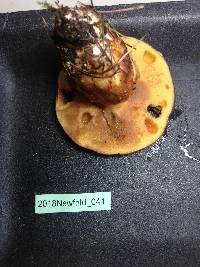 Suillus grevillei image