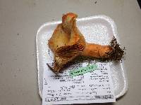 Lactarius thyinos image