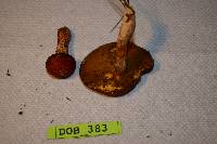 Suillus pictus image