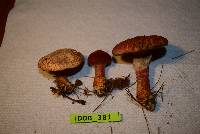 Suillus pictus image