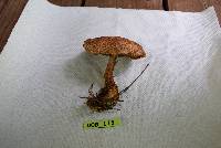 Suillus pictus image