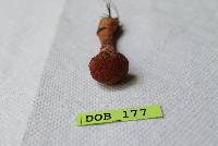 Suillus pictus image