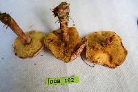 Suillus pictus image