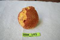 Suillus pictus image