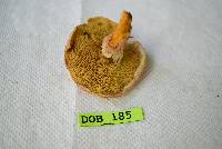 Suillus pictus image